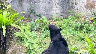 😂 This Meditation Bear is Calming the Zoo! | FunFM