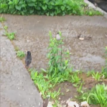 Mockingbird starlings and sparrows