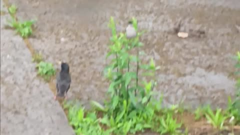 Mockingbird starlings and sparrows