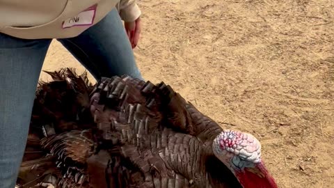 Burping A Turkey
