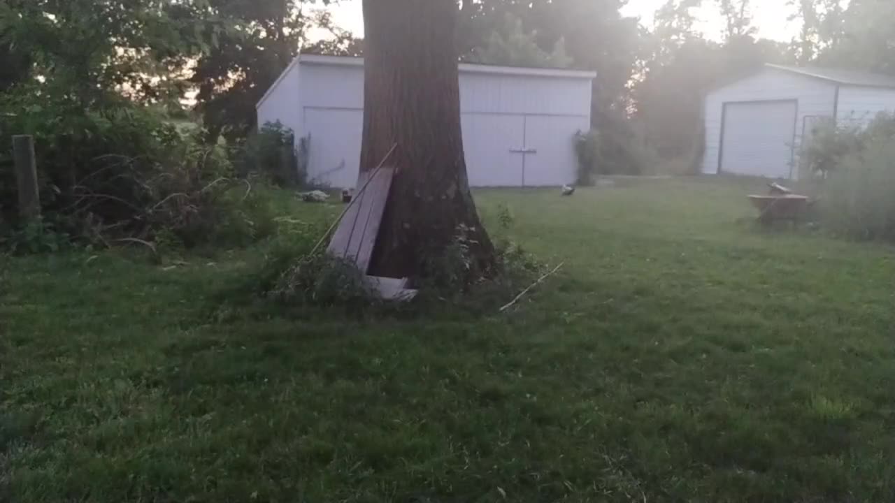 Ducks & fireflies. (07/03/2025)