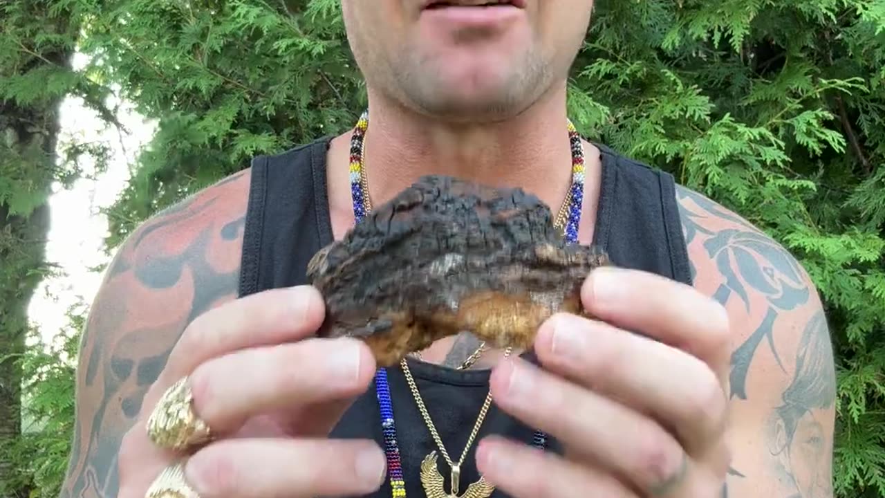 Discover The Power Of Chaga Mushroom For Health | Benefits, Uses, And Tips