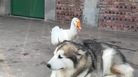 Funny video
