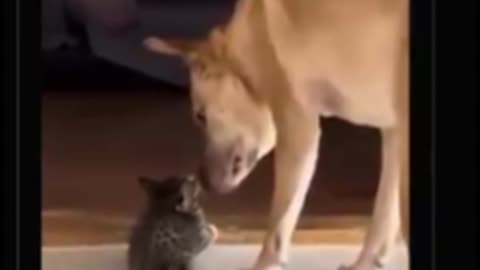 BodyGuard