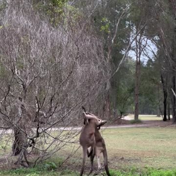 Kangaroos fighting