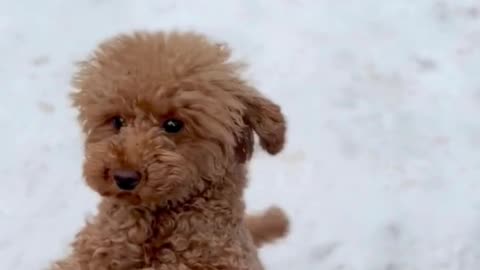 Adorable dog animal animal behavior