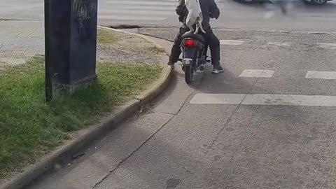 Dog Orders an Ubermoto