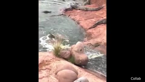 Funny Animals
