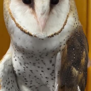 Barn owl hissing