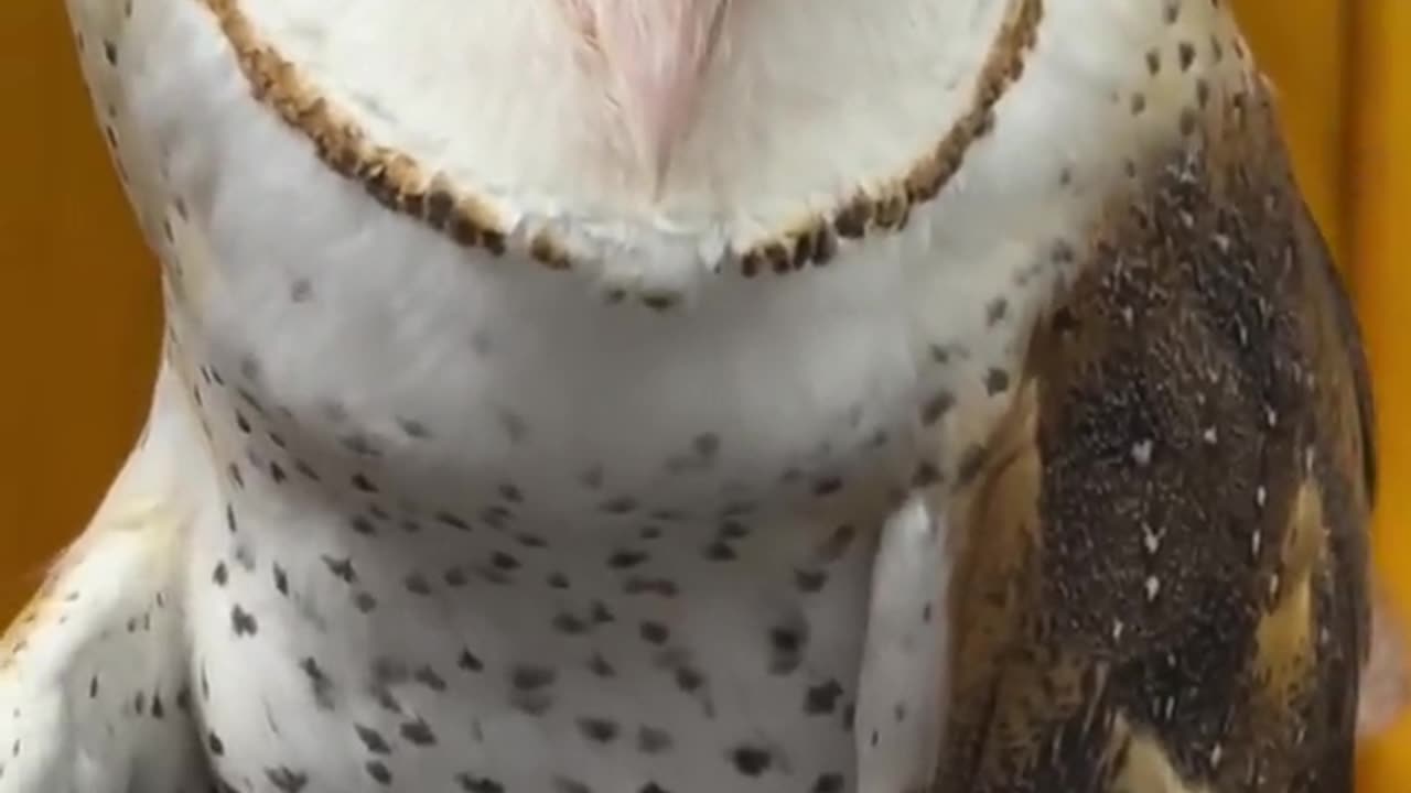 Barn owl hissing