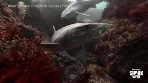 FREAKIEST Moments of Sharks Feeling Frisky Shark Week Discovery