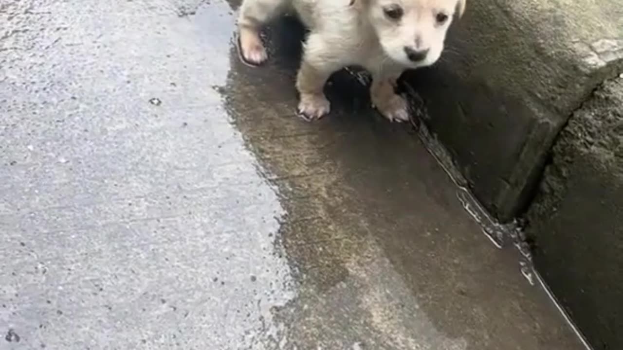 Awww this broke my heart. Poor little guy was so scared!