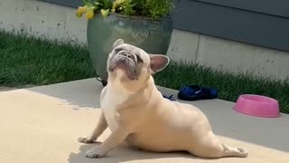 😂 Namaste! This Animal's Greeting Will Make Your Day! | FunFM
