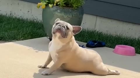 😂 Namaste! This Animal's Greeting Will Make Your Day! | FunFM