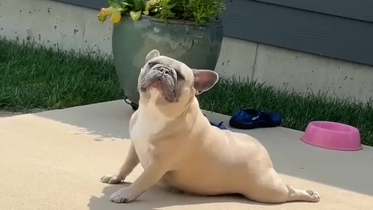 😂 Namaste! This Animal's Greeting Will Make Your Day! | FunFM