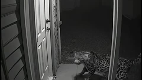 animals