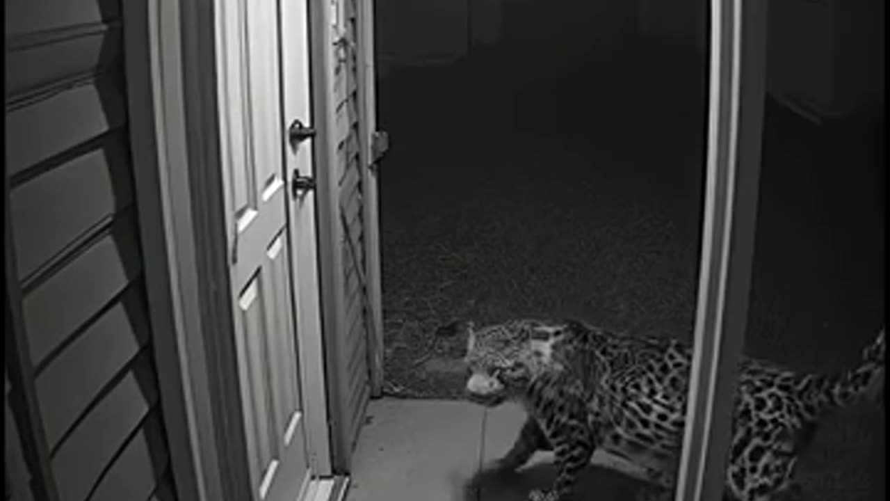 animals