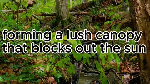 ¡Escucha y aprende! Historia en inglés para todos los niveles 🌍🗣️ El bosque 🌳