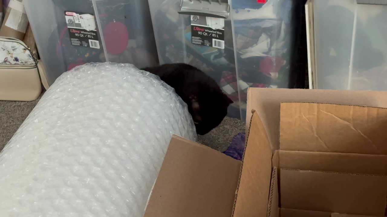 Cute Precious Piper is Disgusted with the Condition of the Office - My Adopted Shelter Cat Vlog