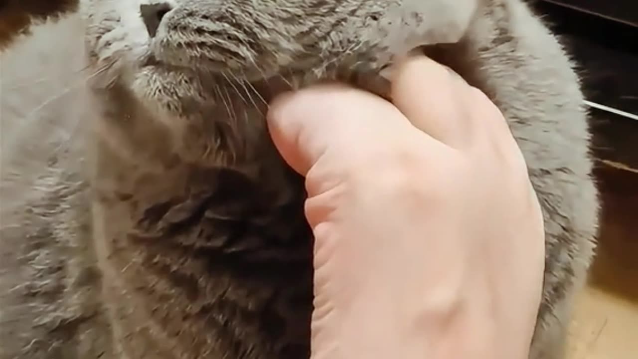 Your feet smell so bad 😂 #cat #cuteanimal