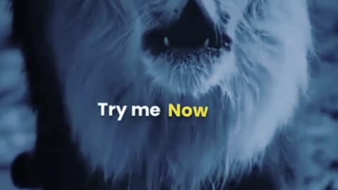 Try Now
