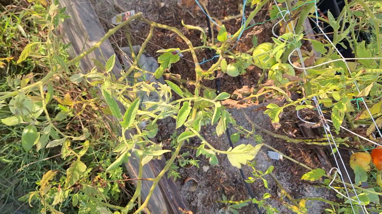 Adding fertilizer to the tomatoes and peppers.