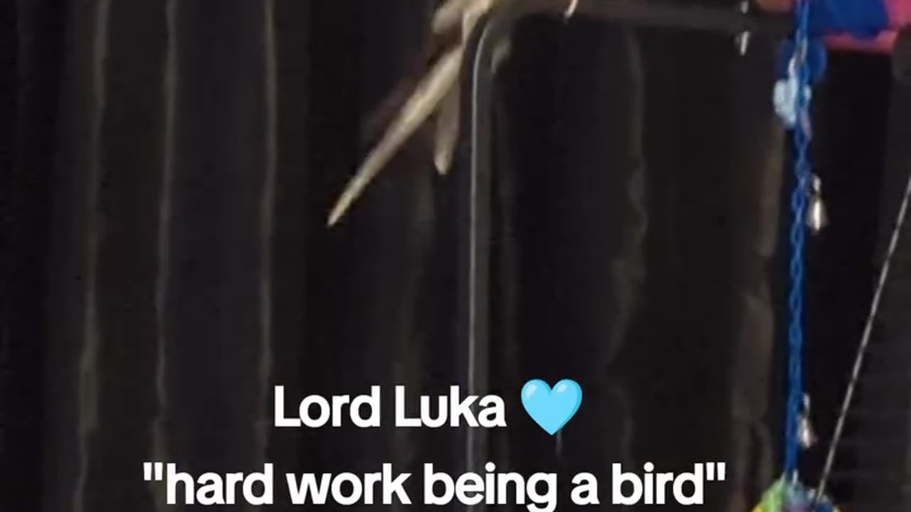Hard Work Being A Bird