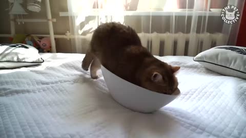 “Cats Being Cats 😹 | Ultimate Funny Cat Video Compilation”