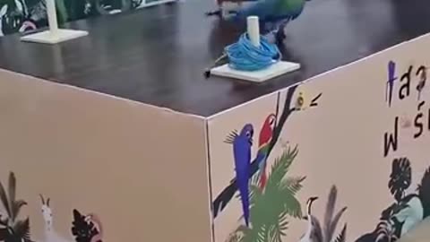 两只鹦鹉的搬运比赛，有一只居然还会作弊呢！