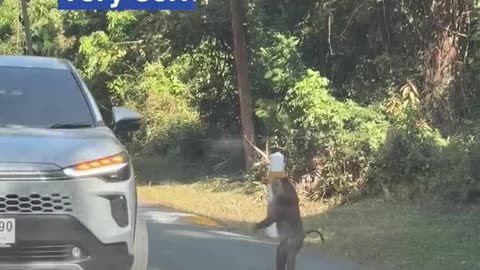 😂 This Monkey is Directing Traffic! | FunFM
