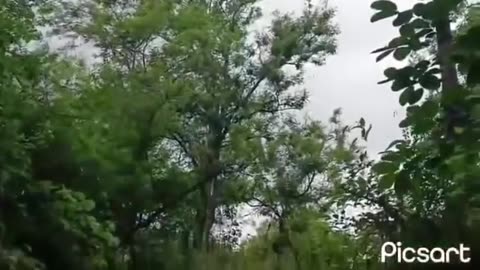 🚁💥 Myanmar War | Resistance Fighters Claim Jet Down in Pale | RCF
