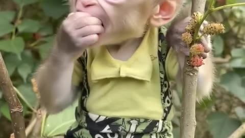 MONKEY GOES CRAZY FOR PEACHES! #viral