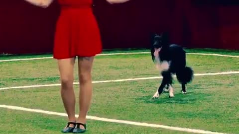 Dog Dancing