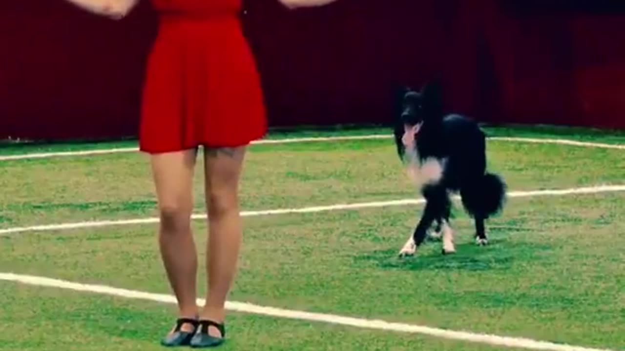 Dog Dancing