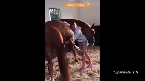 funny animal videos