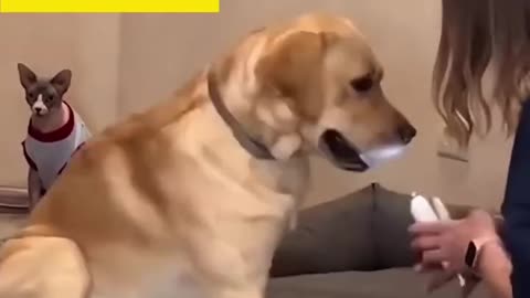 When It’s Nail Clipping Time… and Dogs Lose Their Minds 😂