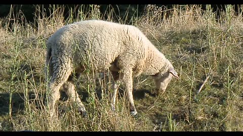 A white Sheep grazes