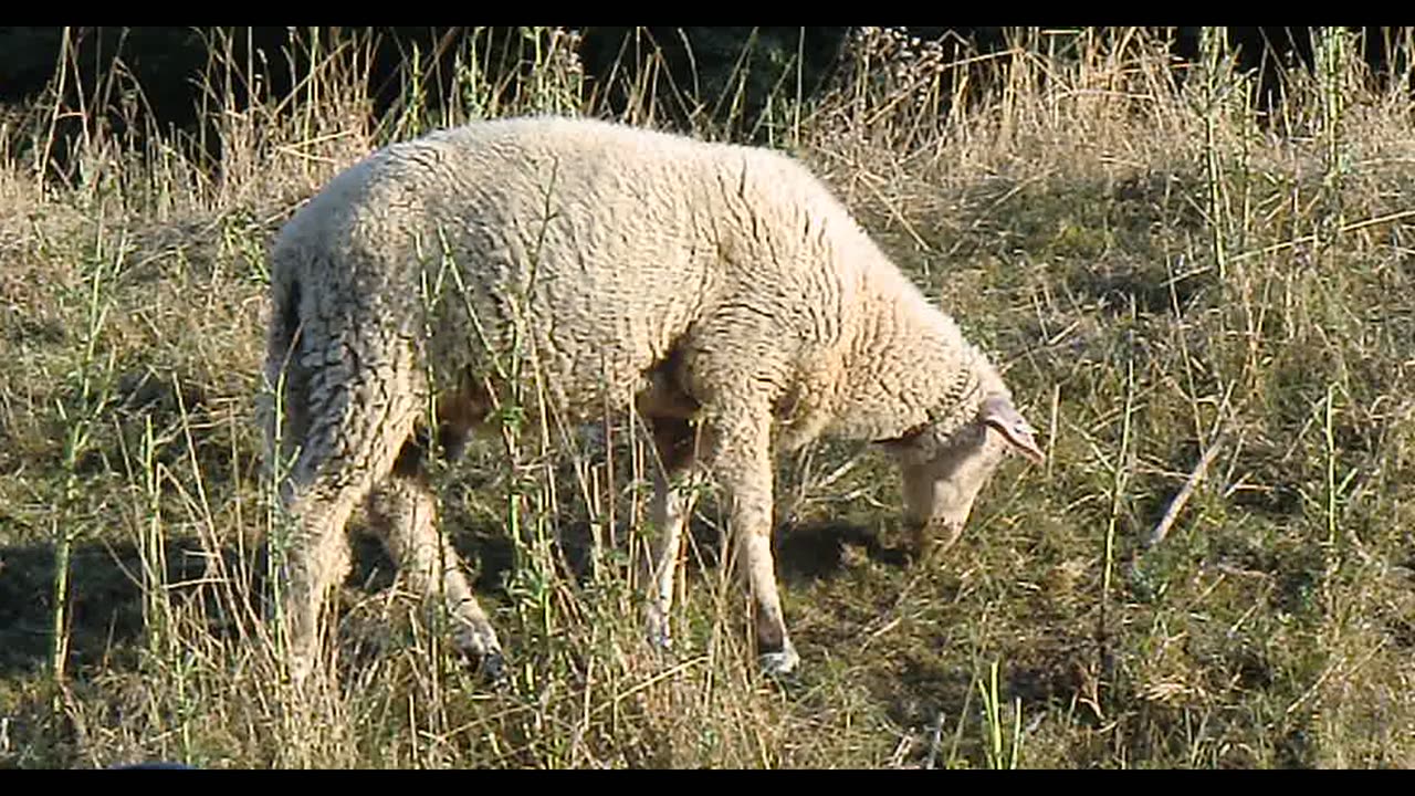 A white Sheep grazes