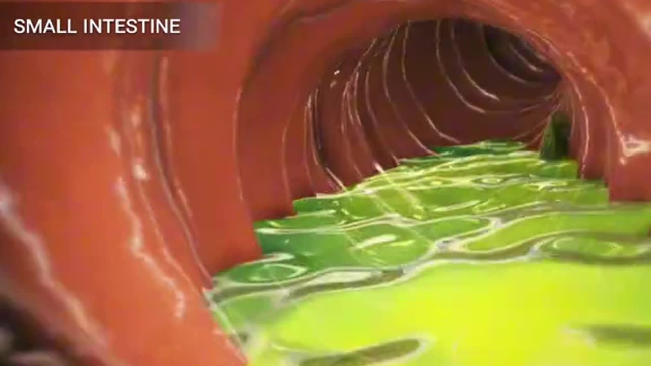 How Food Turns Into Poop (3D Animation)