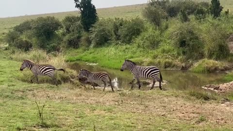 Cute zebra moments in Masai Mara