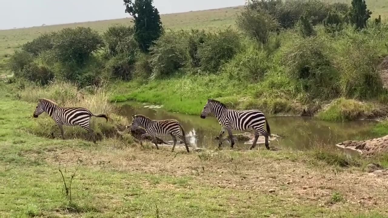 Cute zebra moments in Masai Mara