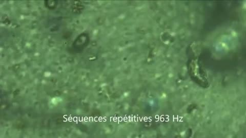 Cells exposed to 963 Hz don’t just drift — they organize into patterns