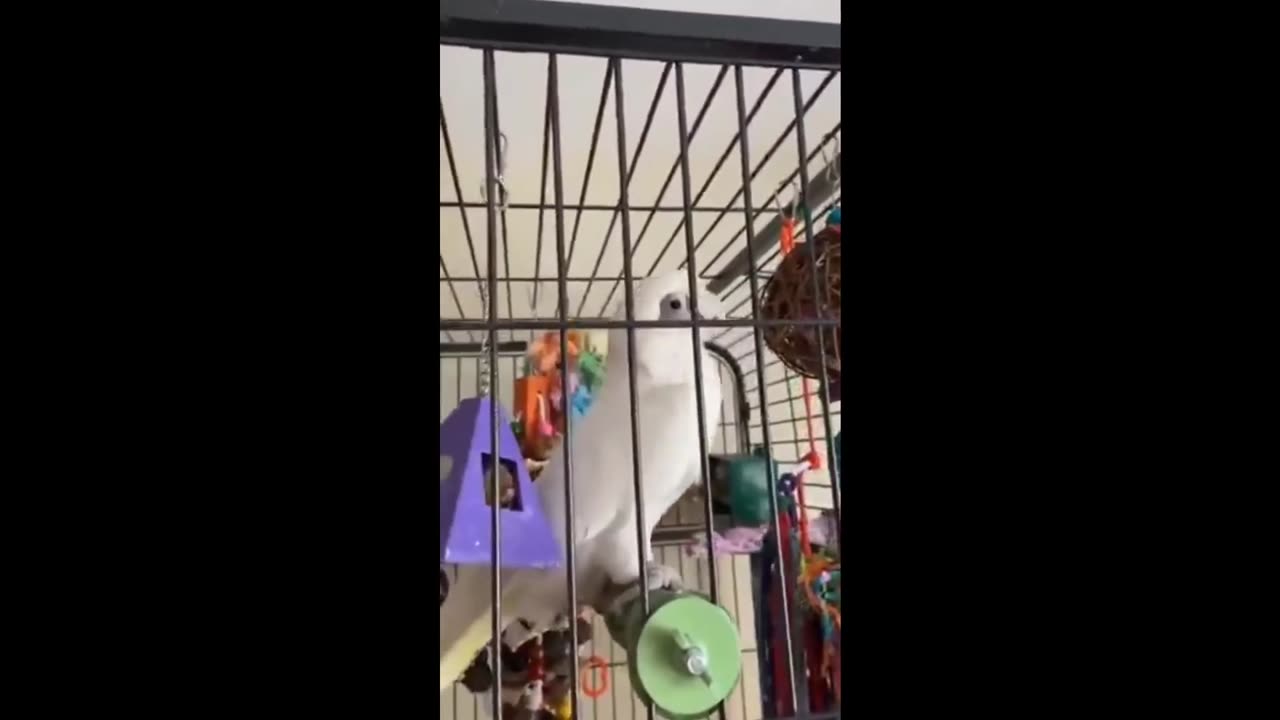 Quick Smile: Bird loves his music - rocks out huh - watch that twist!