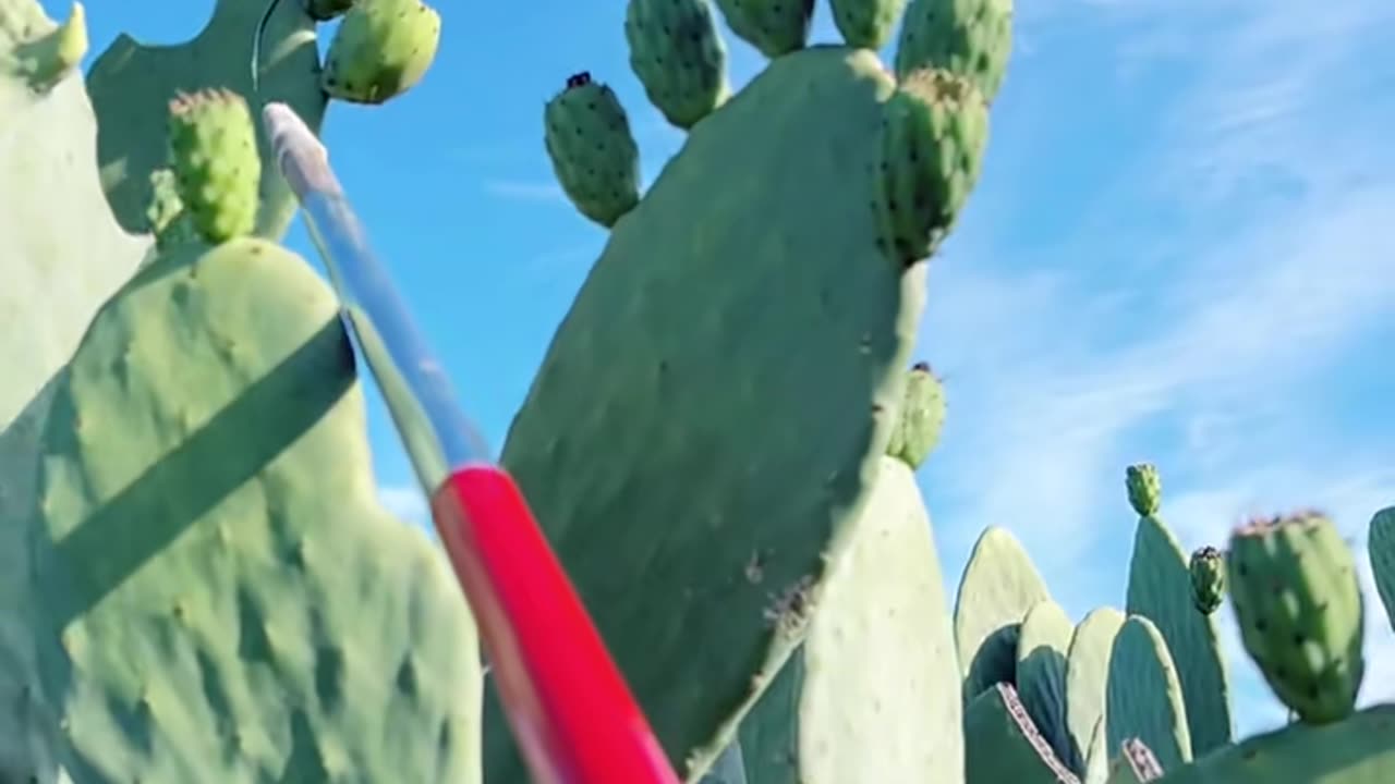 Cactus Cutting