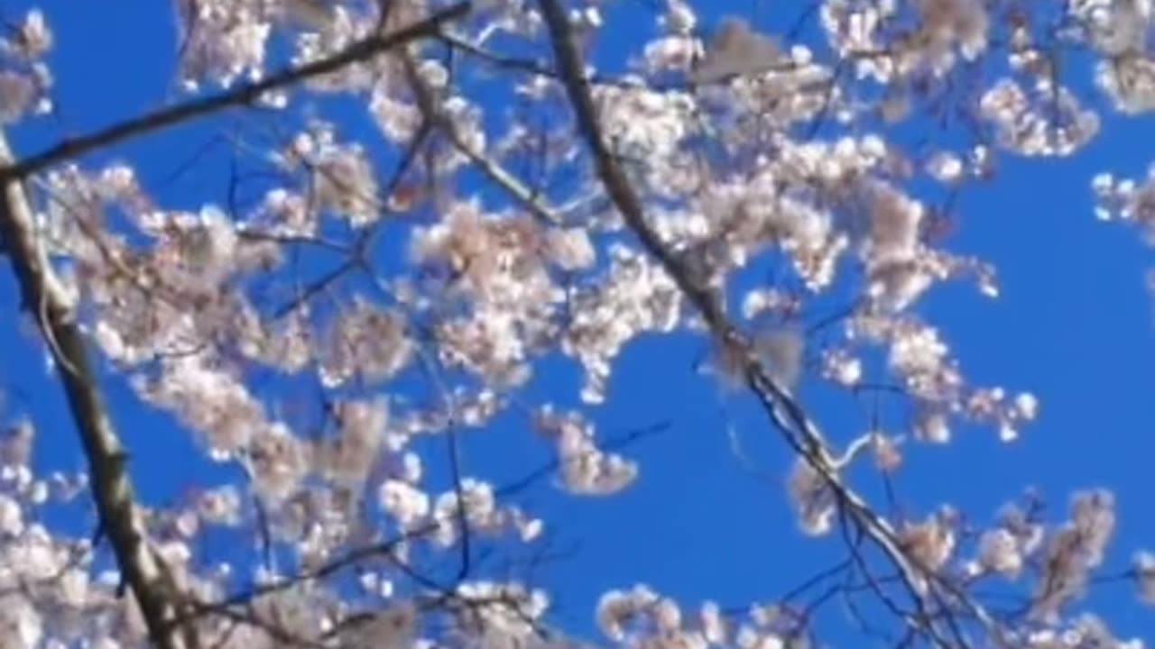 Blossoming Bliss: Cherry Magic Unleashed