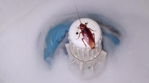 Cockroach Goes for a Spin on Washing Machine