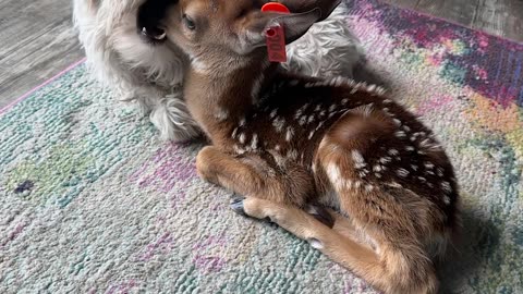 Oh Deer That's Ruff