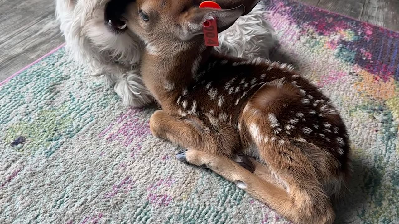 Oh Deer That's Ruff