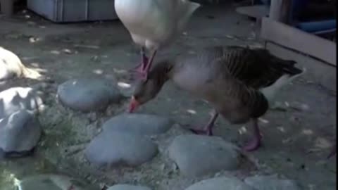 goose