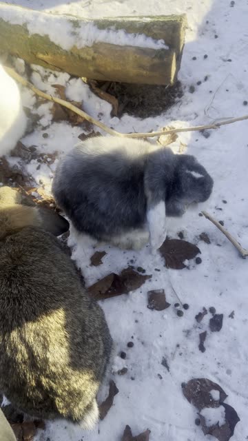 Bunny Snack Time Close-Up